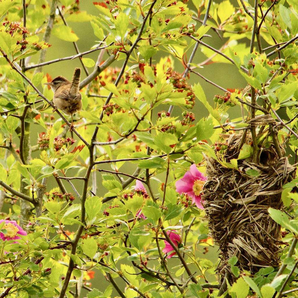 Marsh Wren and nest by nicolebeaulac is licensed under CC BY-NC-ND 2.0.